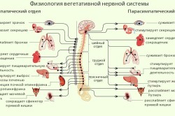 Вегетативная нервная система 