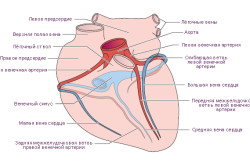 Расположение вен и артерий в сердце